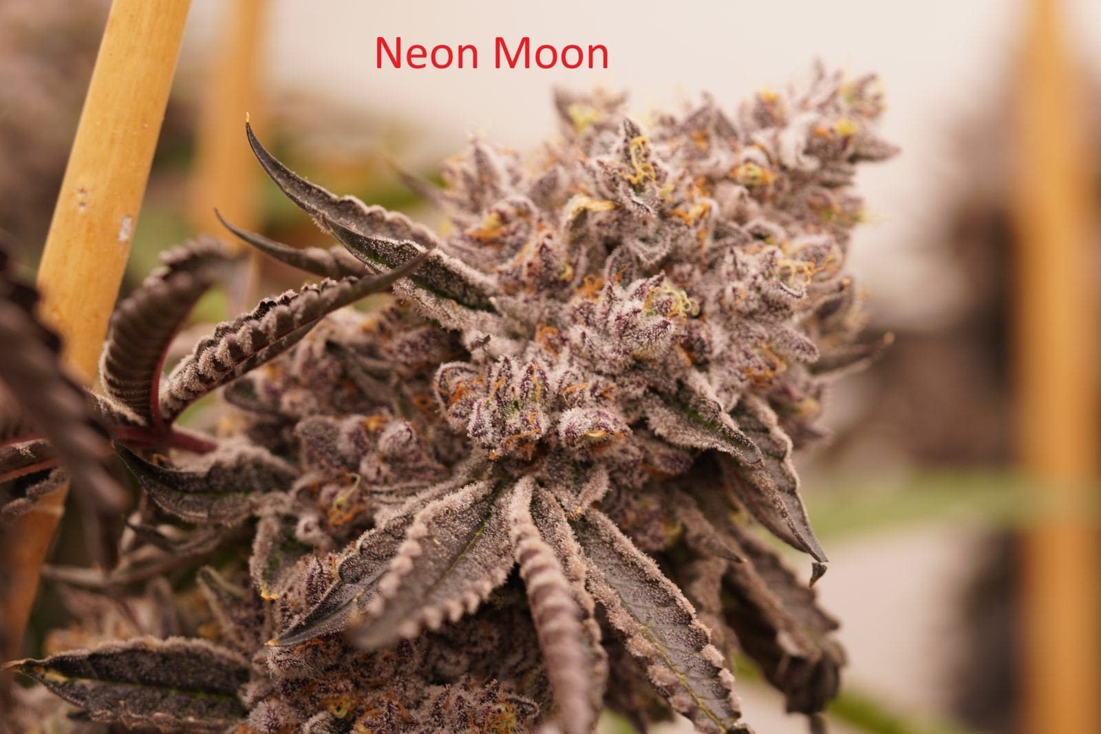 CANDY MOON 10ct FEMS PLUS ZIPLOCK FREEBIE - ChiTown Seeds