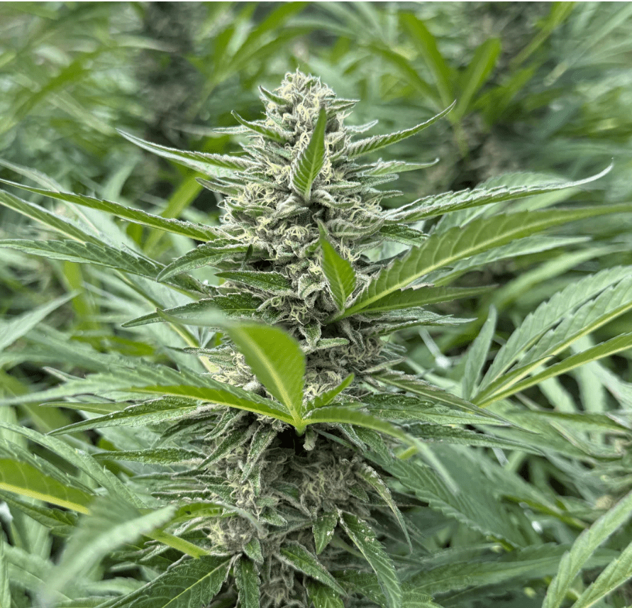 Regular - ChiTown Seeds